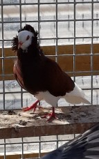 famille d'accueil , personnes âgées , bécourt , pas de calais