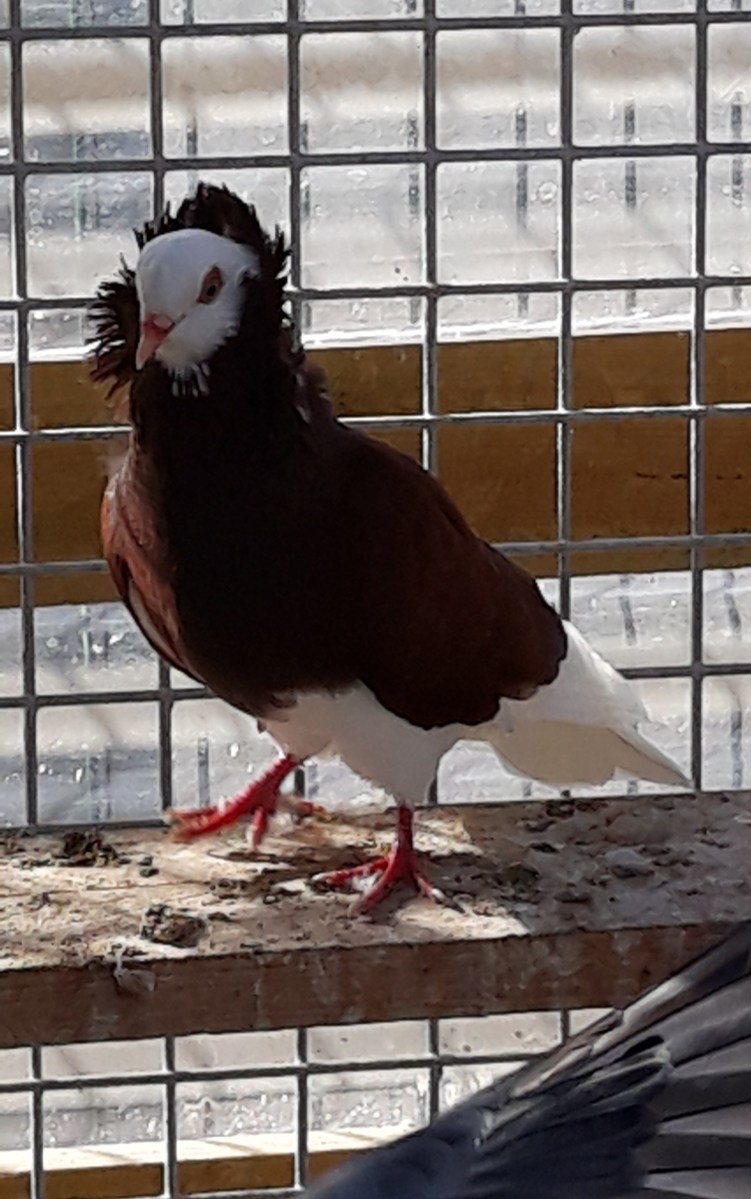 famille d'accueil , personnes âgées , bécourt , pas de calais